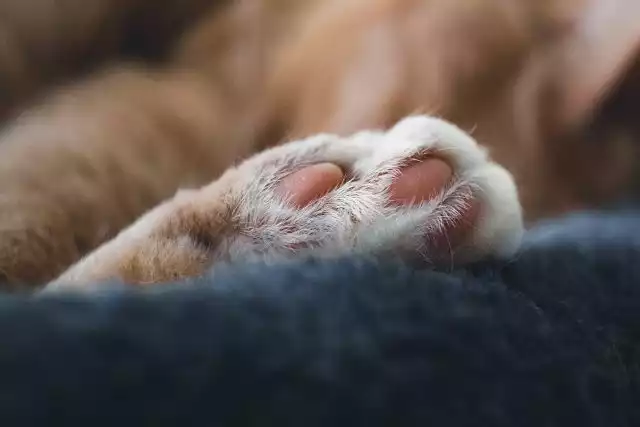 10 Fascinating Facts About Your Cat’s Paws