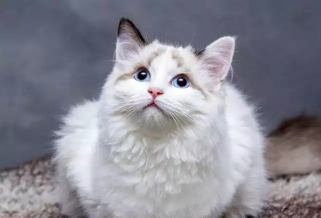 14 Gorgeous Long-Haired Cat Breeds