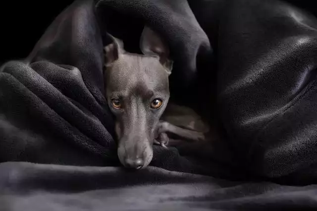 A Regal Companion: The Graceful Greyhound