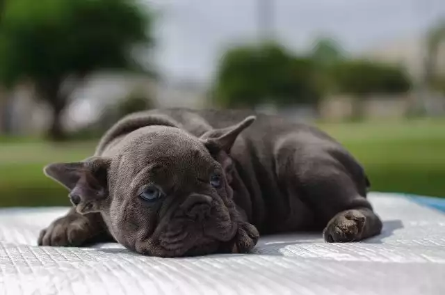 Dogs Take On The Newest TikTok Trend, “Very Demure, Very Mindful”