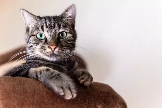 Insulin for Cats: Uses, Dosage, and Considerations