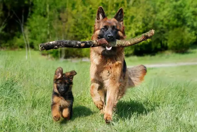 Loyal German Shepherd Saves Owner From Bear Attack