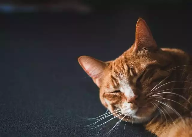 Strategic Guide for Introducing Cats: Tips for Success