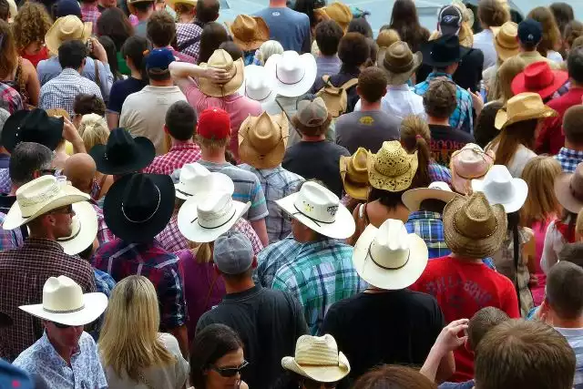 Three horses and young cow die during Calgary Stampede