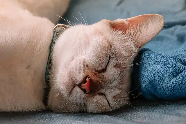 10 Fascinating Facts About the Lovely Lilac Siamese