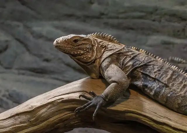 Animal-friendly petting zoo in the Netherlands