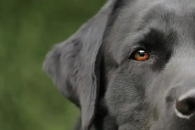 Comfort Dogs Head To Apalachee High School After Shooting