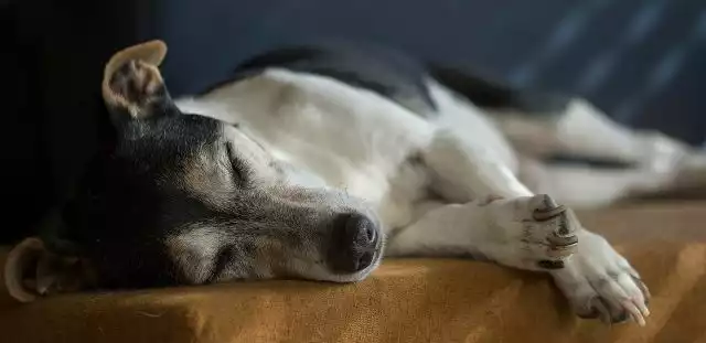 The Intelligent and Gentle Collie