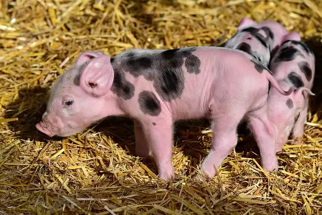 AI translates pig sounds into happiness and sadness