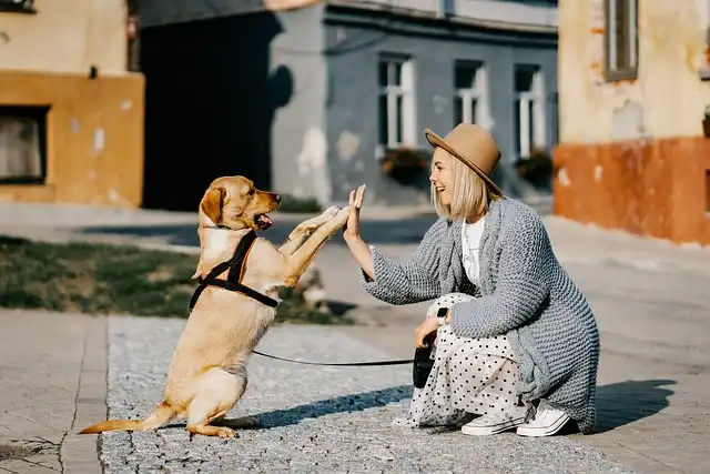 Bald Dog Abandoned In An Empty Field Recovers And Goes To A Foster Home