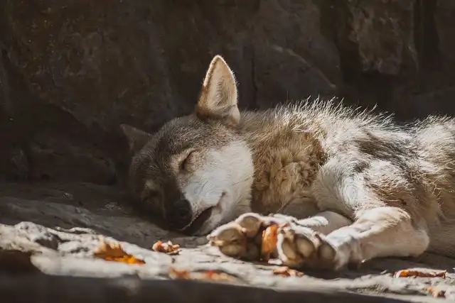 Coyotes have the face muscles for that ‘sad-puppy’ look