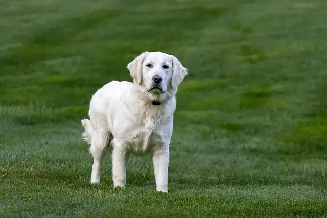 ‘Poopcopter’: AI Drone That Scans The Sky To Scoop Dog Poop