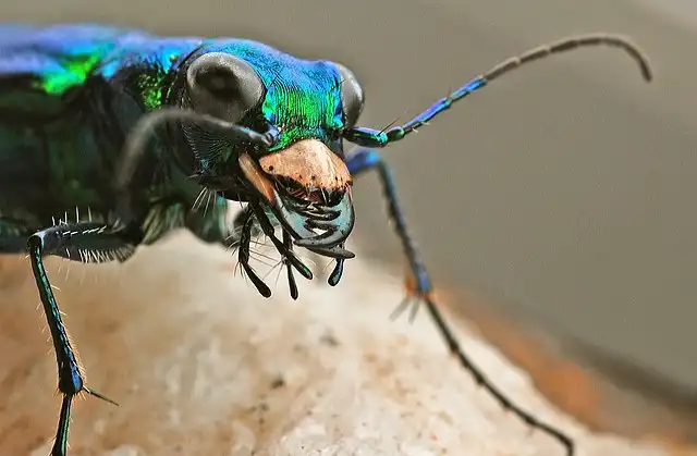 American burying beetles are making a comeback in Nebraska