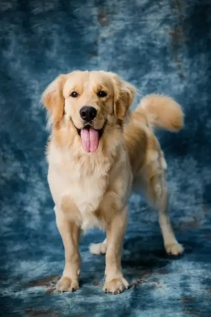 Dog Left In An Animal Shelter’s Parking Lot Came With The Most Heart-wrenching Note