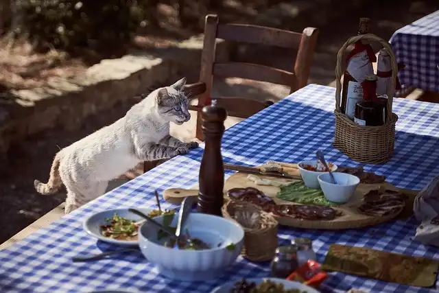 Can Cats Eat Cranberries?