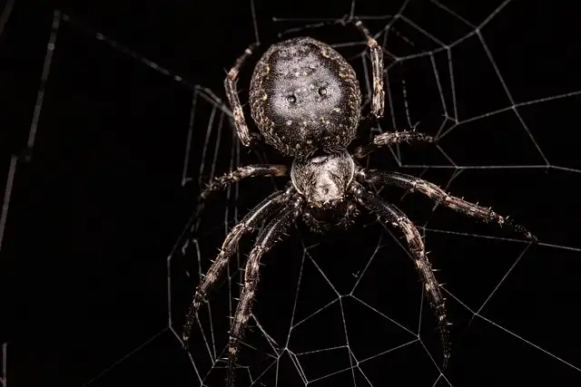 Carnivorous Bone-Collecting Caterpillar Camouflages with Prey