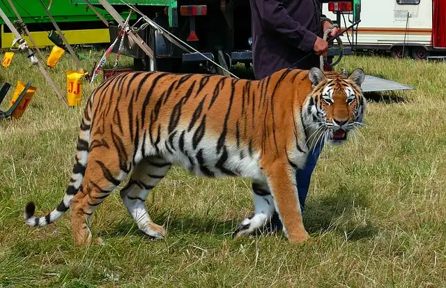 Circus Animal Bans: Holograms & Ethical Entertainment