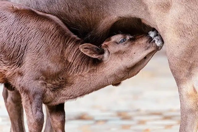H5N1 Bird Flu: Cows as Surprise Virus Hosts