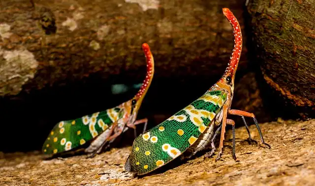 Ancient Cicada Fossils: Unlocking Insect Communication History