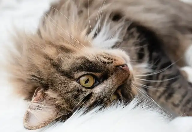 Best Senior Cat Food: Reviews & Expert Vet Recommendations