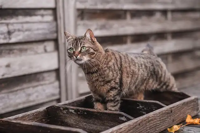 Budget-Friendly Cat Litter: Reviews & Buying Guide