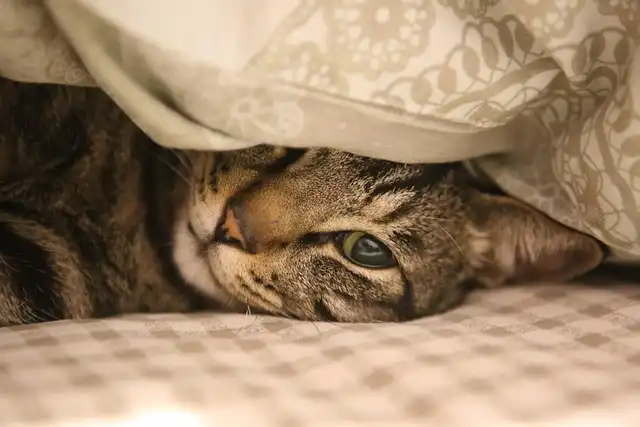 Candles & Cats: Safety Tips for a Harmonious Home