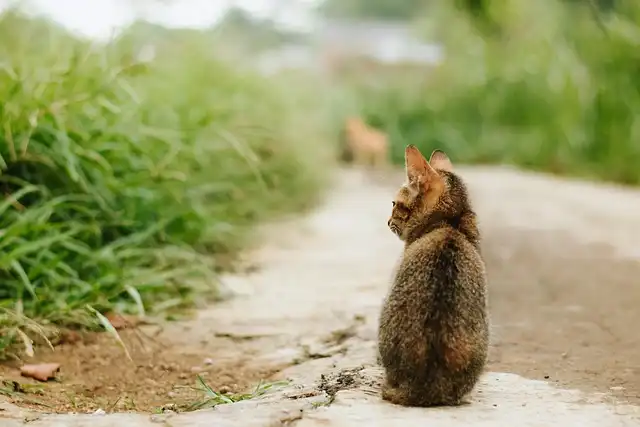 Caring for Abandoned Feral Cats: Tommy’s Story