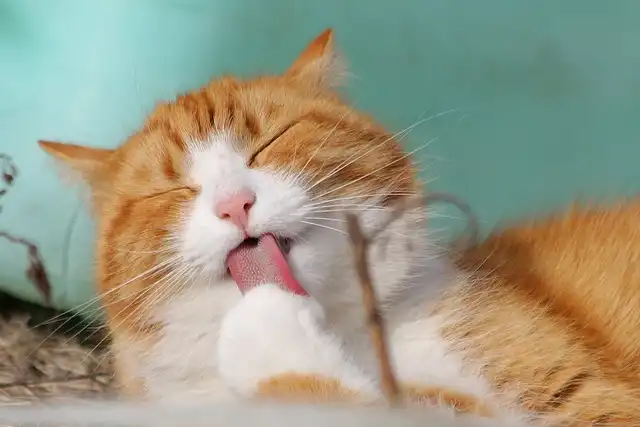 Cat Grooming: Why Cats Lick & Groom Each Other