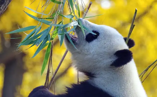 Endangered Animals: Photo Ark & Amazing Animal Race