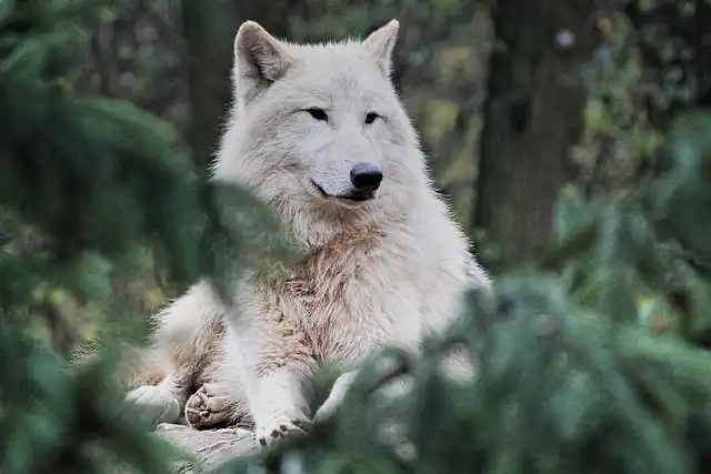 EU Eases Wolf Protection: Controversy & Concerns