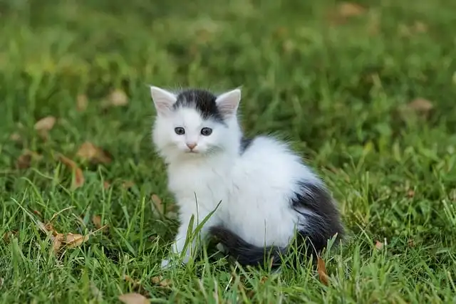 Feeding Your Pregnant Cat: Nutrition for Queen and Kittens