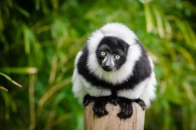 Monkey Talk: Decoding Primate Language with Sound Combinations