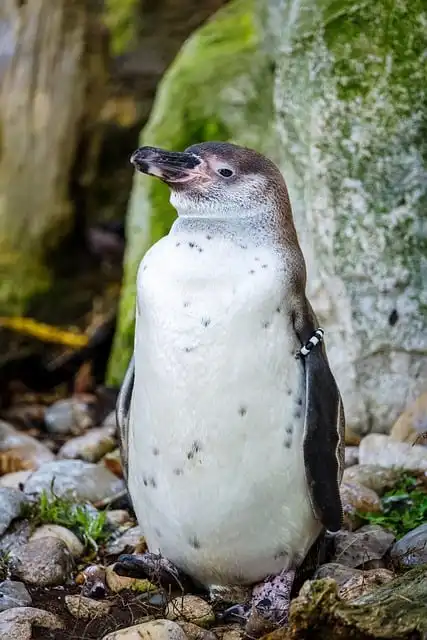 Penguin Guano Fuels Cloud Formation in Antarctica