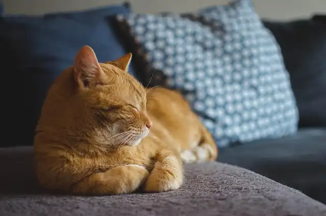 Prebiotics for Cats: Benefits, Types & Diet Guide