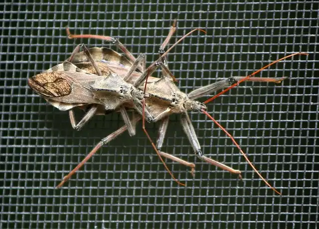 Science News: Assassin Bugs Use Beehives as Bait