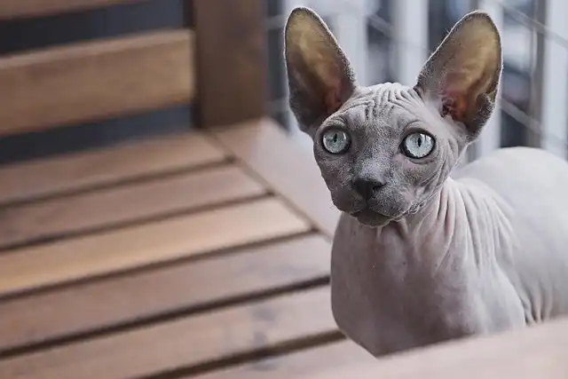 TikTok Sphynx Cats: Funny Videos & Egg Lovers!