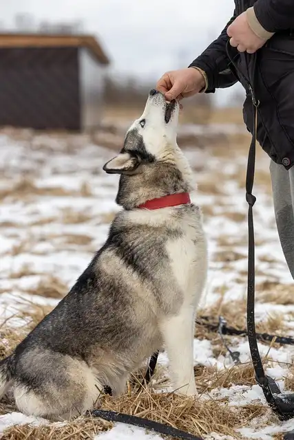 Adopting Failed Police Dogs: A Comprehensive Guide