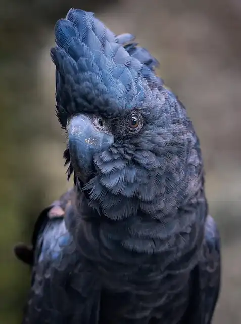 Cockatoos, Science & Innovation: City Birds Using Drinking Fountains