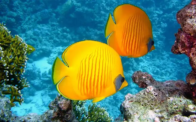 Coral Probiotics: Fighting Tissue Loss Disease in Reefs