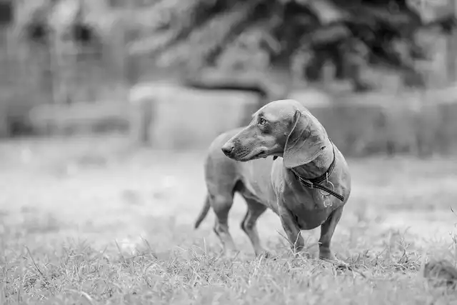 Dachshund Training: Tips, Health & Socialization Guide
