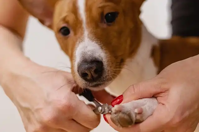 Dog Nail Care: Tips for Safe Trimming & Health