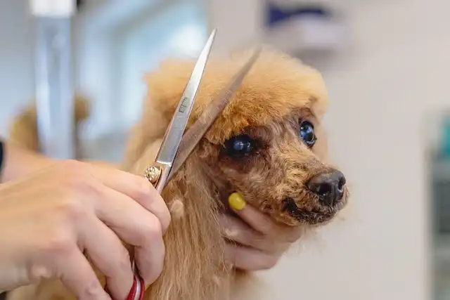 Dog Shedding: Managing, Grooming, and Diet Tips