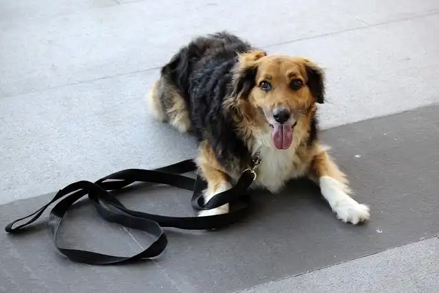 Dog Training: Essential Tips & Techniques for a Happy Pup