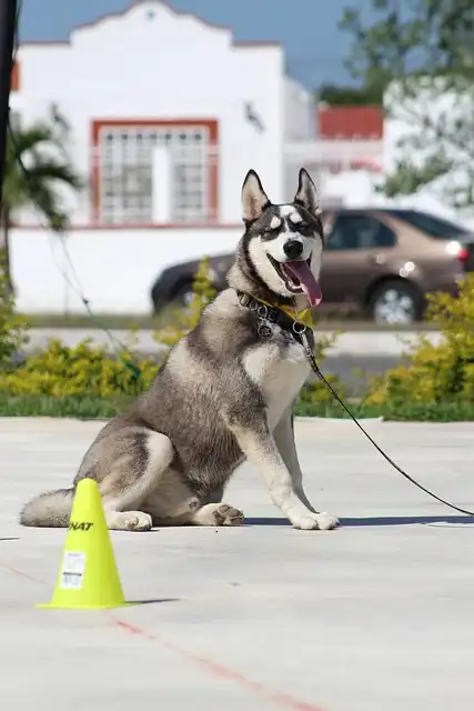 Effective Dog Training: Commands, Tools & Consistency