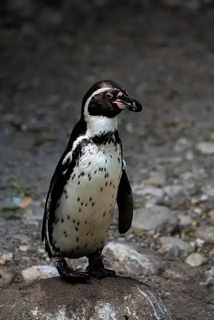 Emperor Penguins: Facing Climate Change Challenges