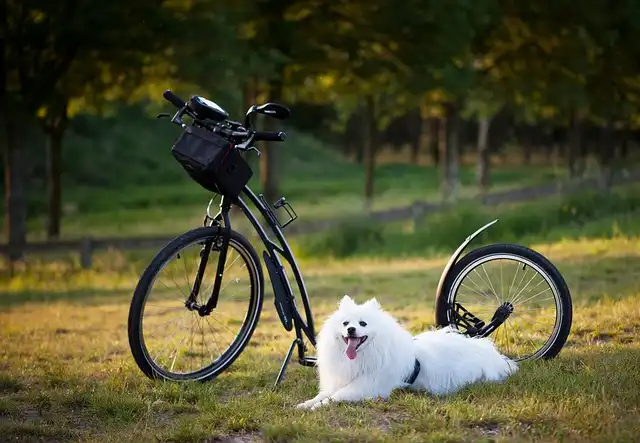 Essential Dog Care: Health, Training & Routine Tips