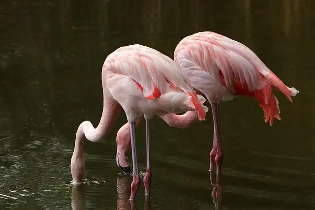 Flamingo Feeding: Whirlpools, Beaks, and Water Filtration Inspiration