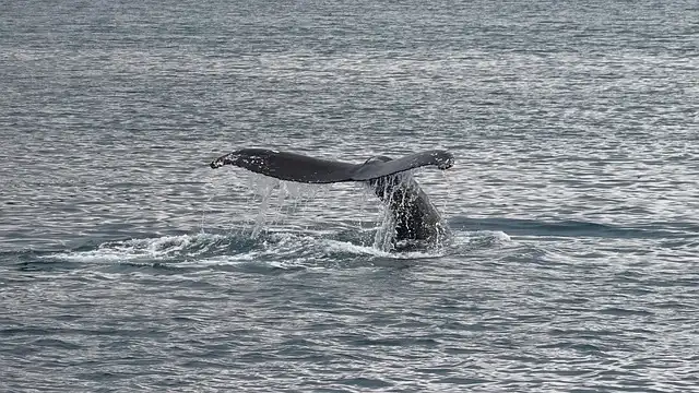Iceland’s Whaling Decline: Economic Woes Halt Fin Whale Hunt