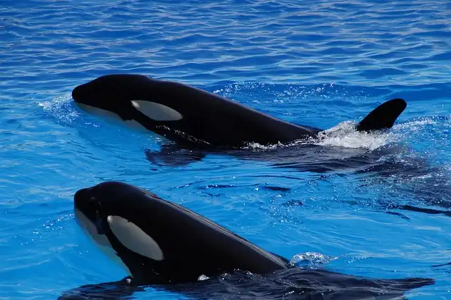 Killer Whales: Tool Use and Social Grooming with Kelp