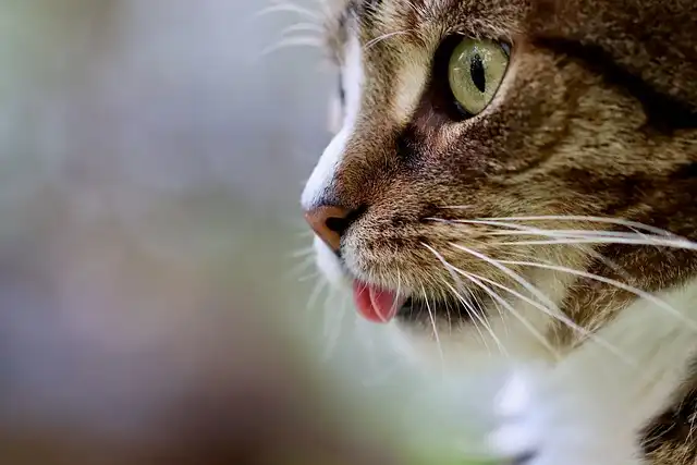 Natural Cat Litter: Benefits, Drawbacks & Choosing the Best
